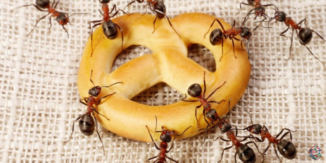 Как раз и навсегда избавиться от муравьев в доме
