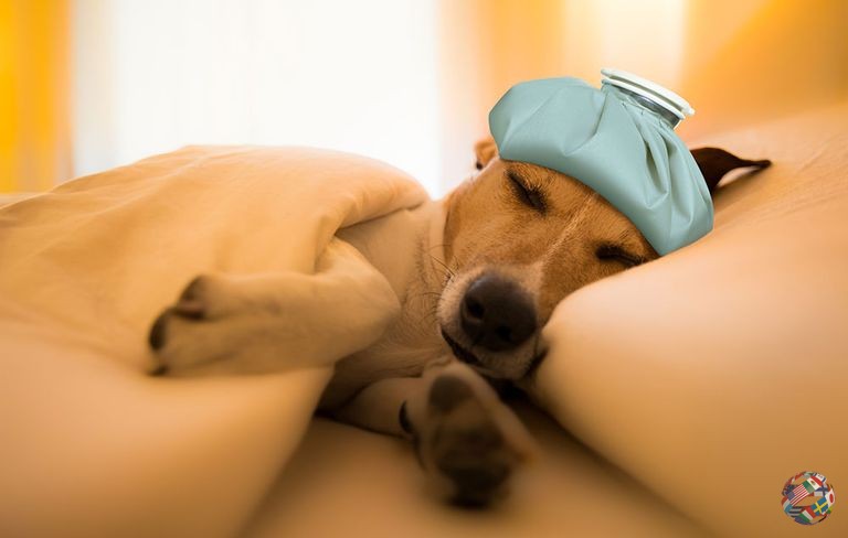 Могут ли собаки заболеть простудой или гриппом