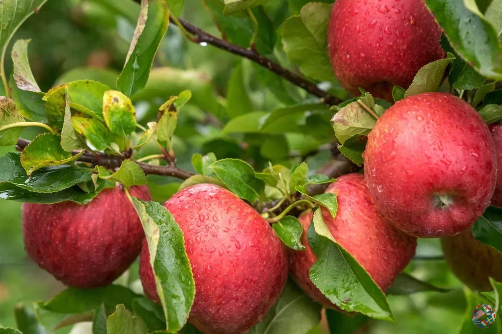 Девять веских причин есть яблоки каждый день