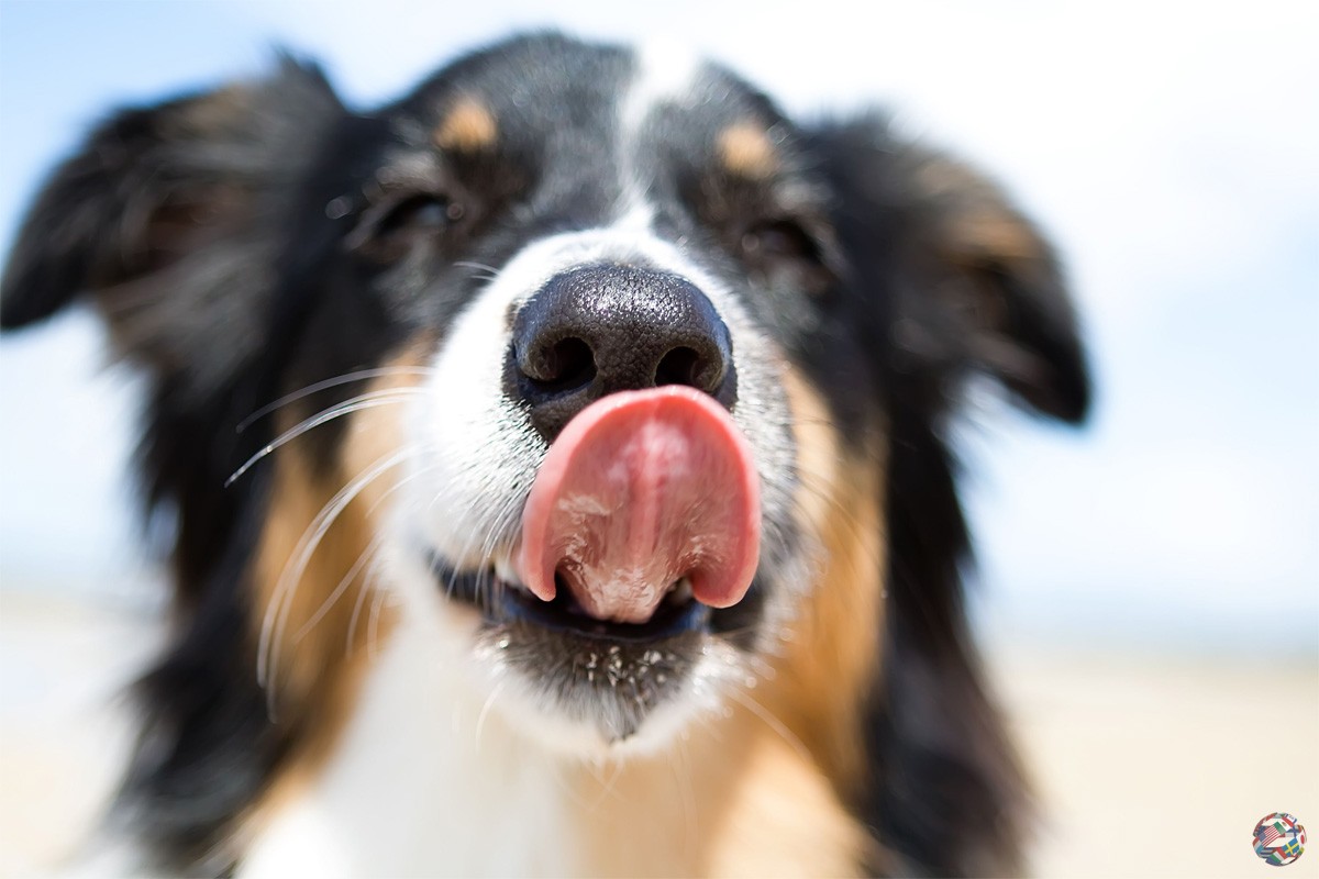 Почему у собак мокрый нос