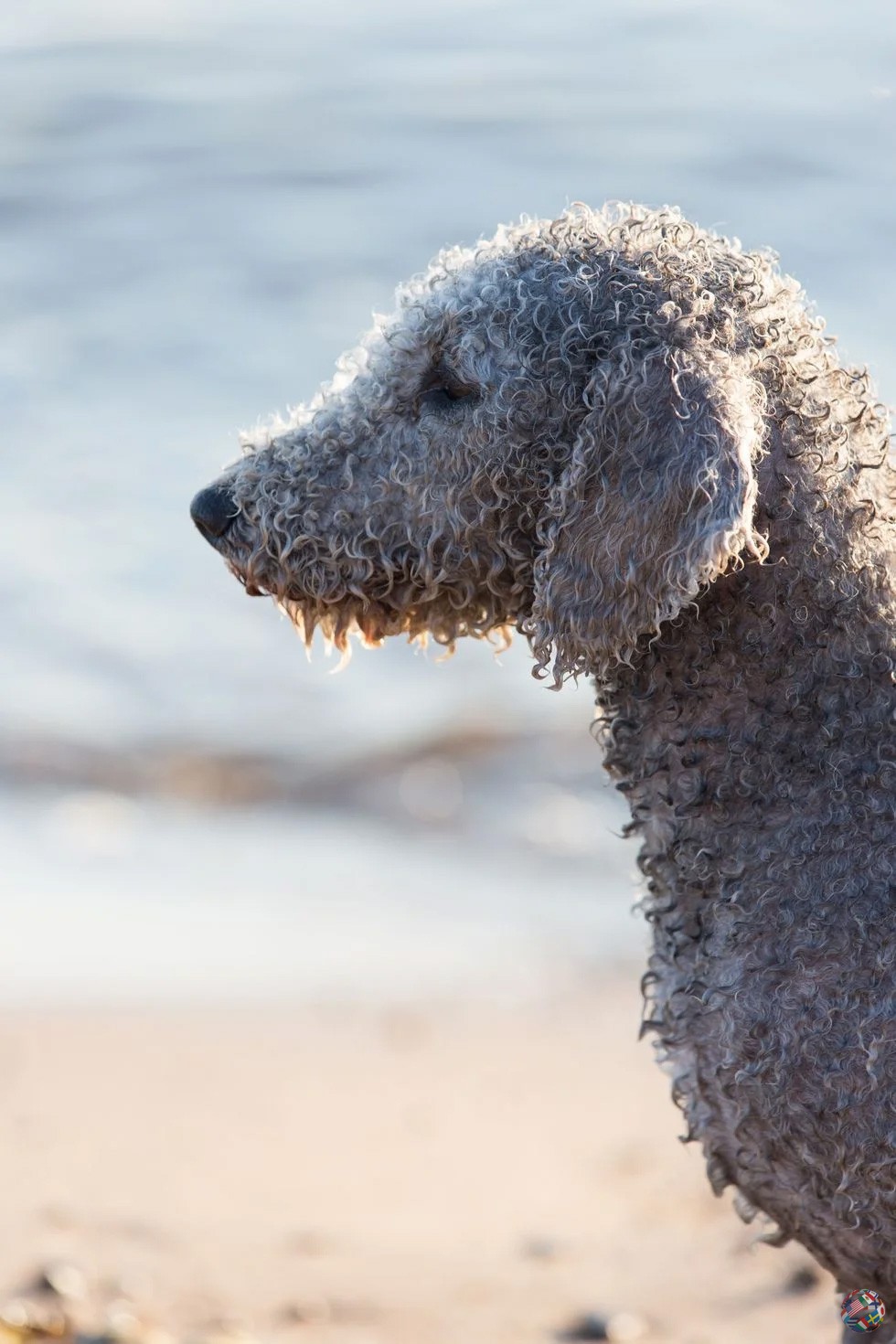 Двадцать очаровательных гипоаллергенных собак, которые не линяют