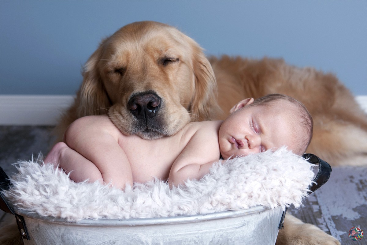 Двадцать лучших пород собак для семей с маленькими детьми
