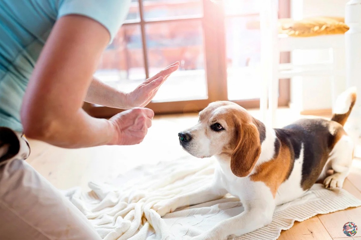 Семь способов побаловать свою собаку и не навредить ее здоровью