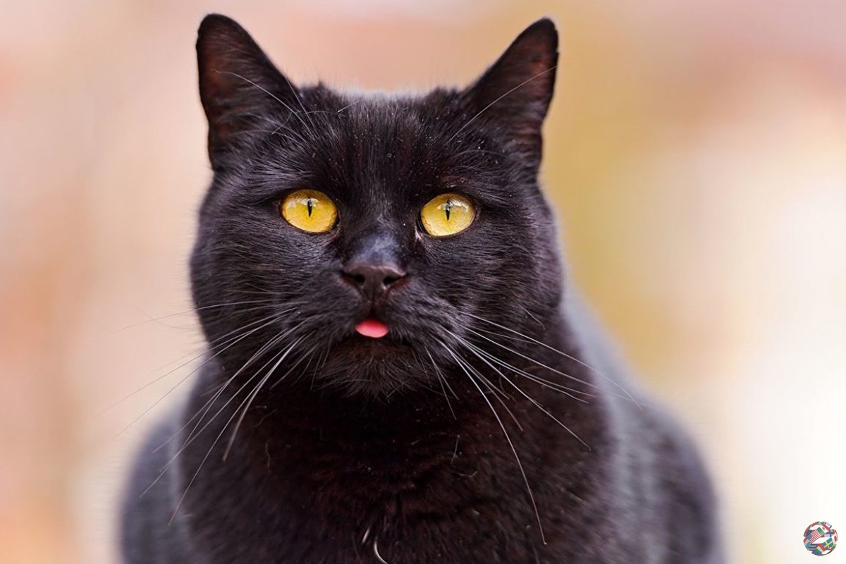 Клички, которые идеально подходят для чёрных кошек